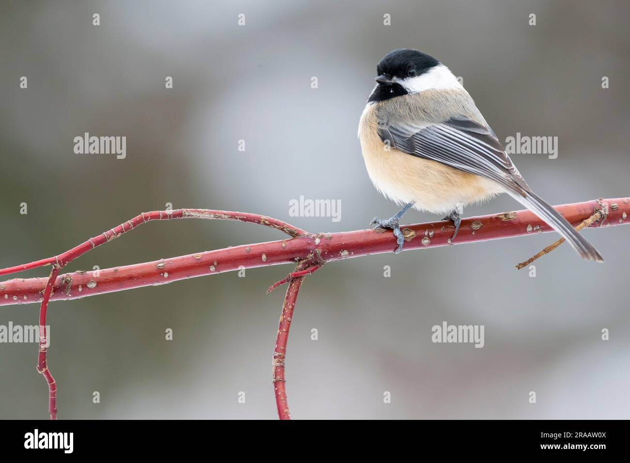 Black-Capped chickadee (Parus atricapillus) arroccato su arbusto di legno rosso Osier, Winter, e North America, di Dominique Braud/Dembinsky Photo Assoc Foto Stock