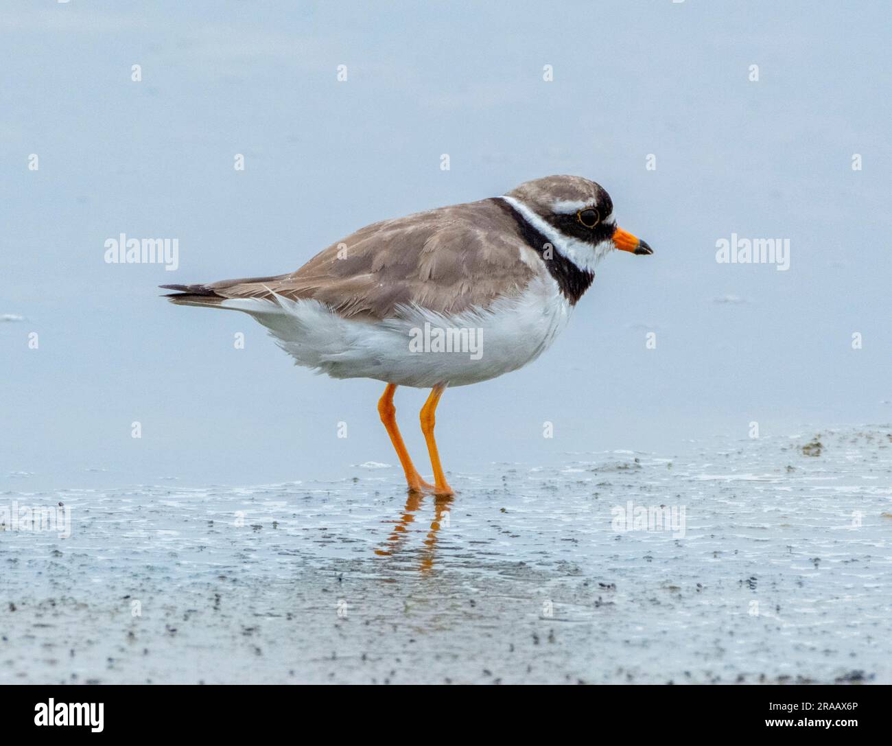 Charadrius hiaticula (Charadrius hiaticula) su una spiaggia, Isola di Coll, Ebridi interne, Scozia, Regno Unito. Foto Stock