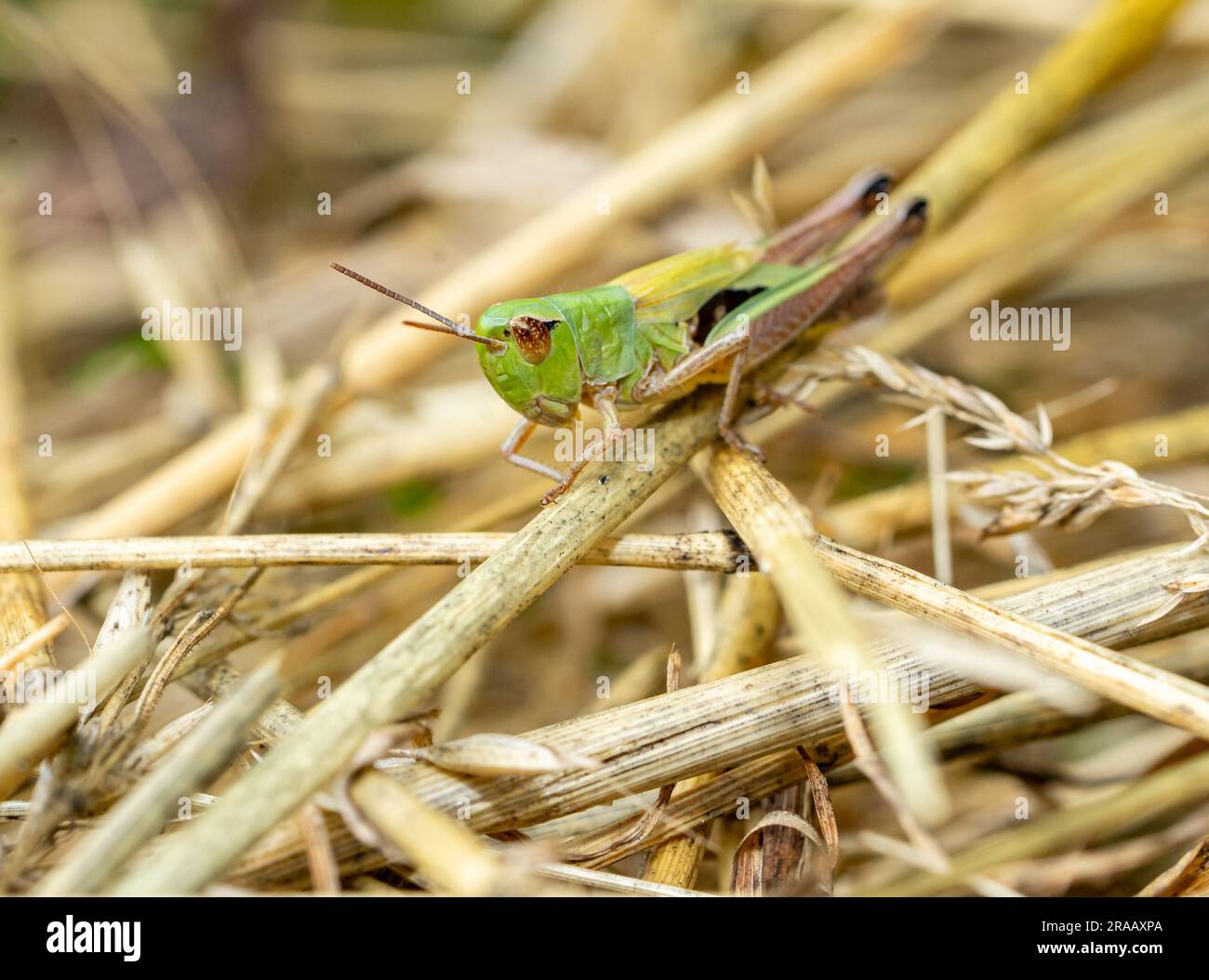tramoggia verde sull'erba Foto Stock