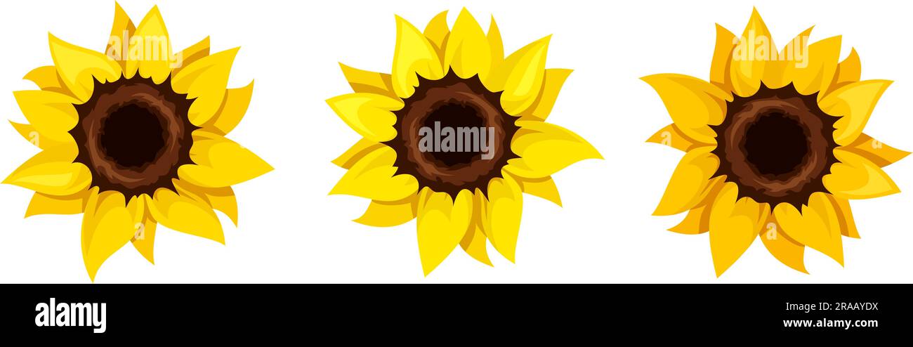 Girasoli. Set di tre girasoli arancioni e gialli isolati su sfondo bianco. Illustrazione vettoriale Illustrazione Vettoriale