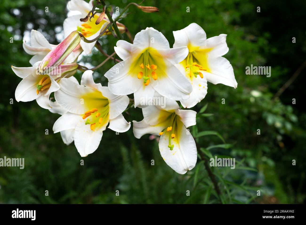 Lilium regale giglio di tromba bianca e gialla all'ombra del giardino all'Aberglasney Gardens nel Carmarthenshire Galles UK KATHY DEWITT Foto Stock