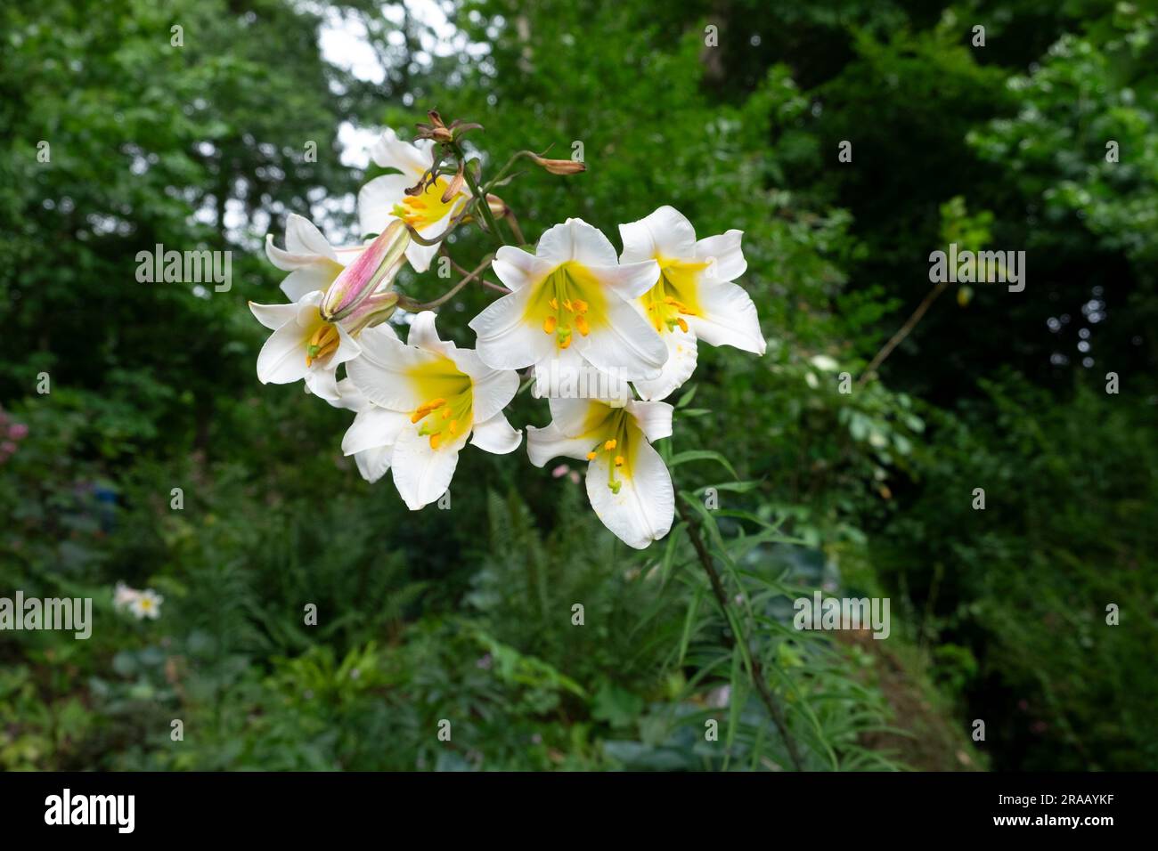 Lilium regale giglio di tromba bianca e gialla all'ombra del giardino all'Aberglasney Gardens nel Carmarthenshire Galles UK KATHY DEWITT Foto Stock