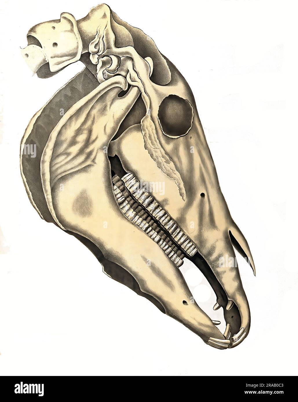 Medicina veterinaria, Anatomia, osso cranico di un cavallo, riproduzione storica, restaurata digitalmente da un originale del 19th ° secolo / Tiermedizin, Anatomie, Schädelknochen eines Pferdes, Historisch, restaurierte digitale Reproduktion von einer Vorlage aus dem 19. Jahrhundert Foto Stock