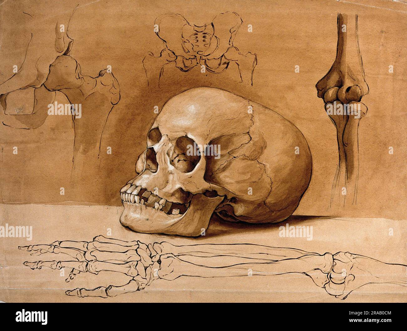 Medicina, Anatomia, cranio, ossa pelviche e ossa del braccio, riproduzione storica, restaurata digitalmente da un originale del 19th ° secolo / Medizin, Anatomie, Schädel, Beckenknochen und Armknochen, Historisch, Ristorante digitale Reproduktion von einer Vorlage aus dem 19. Jahrhundert Foto Stock