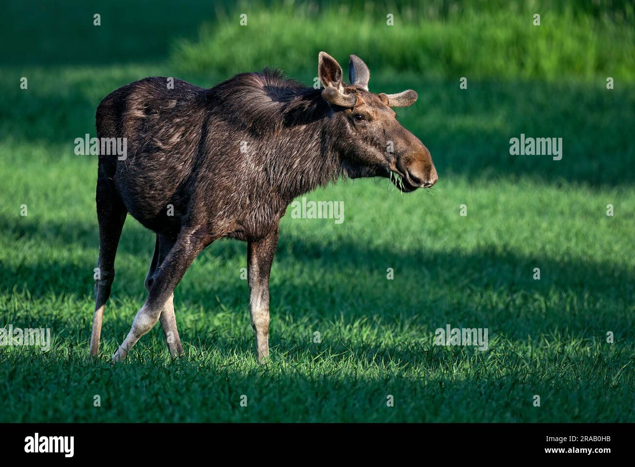 Alci che pascolano al crepuscolo Foto Stock