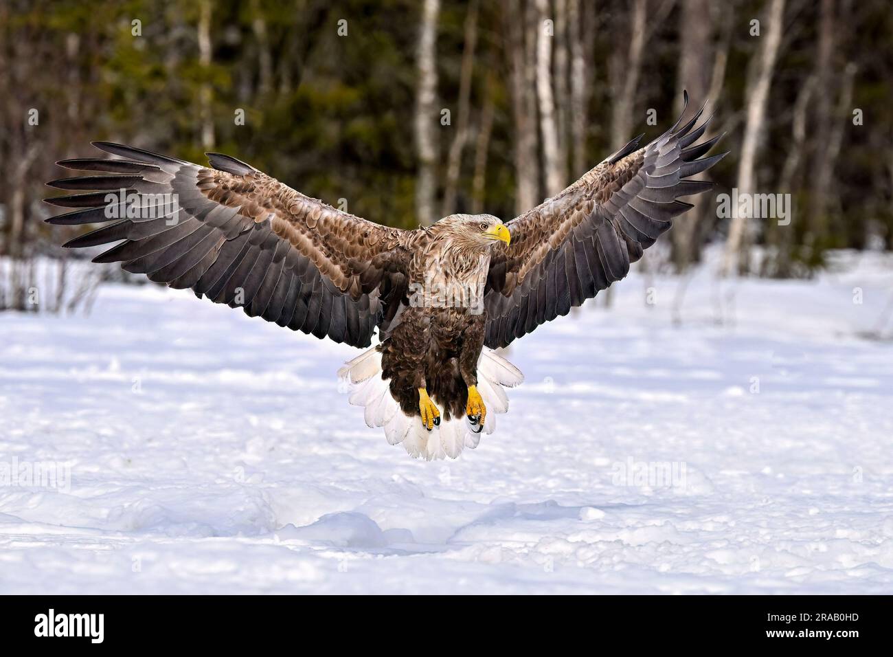 White-tailed eagle landing Foto Stock