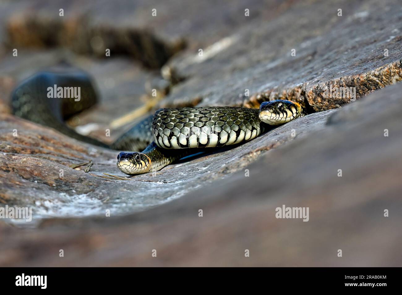 Serpente d'erba che si crogiola nella roccia Foto Stock