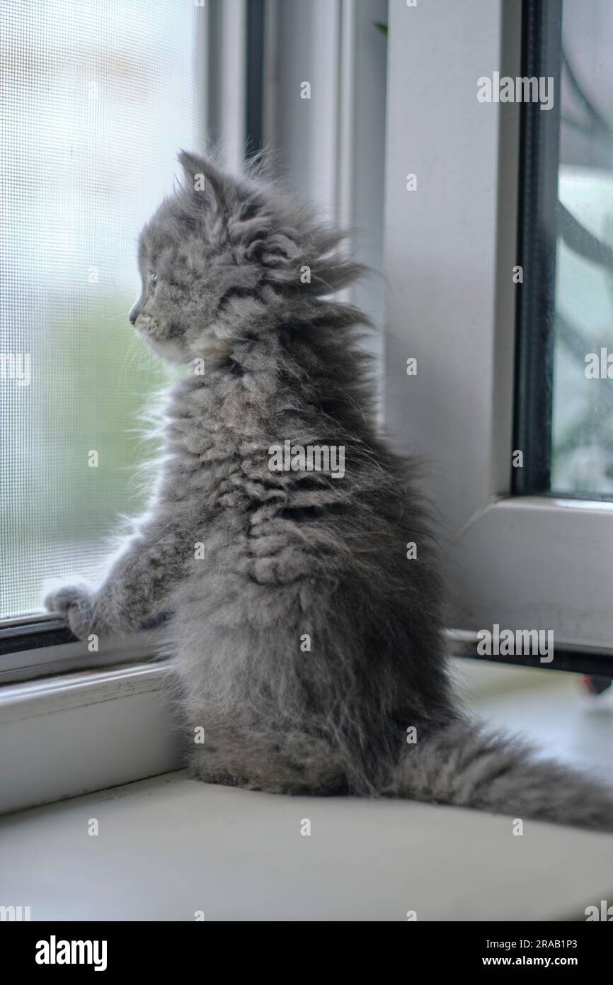 Un piccolo gattino grigio è seduto alla finestra aperta e si affaccia sulla strada Foto Stock