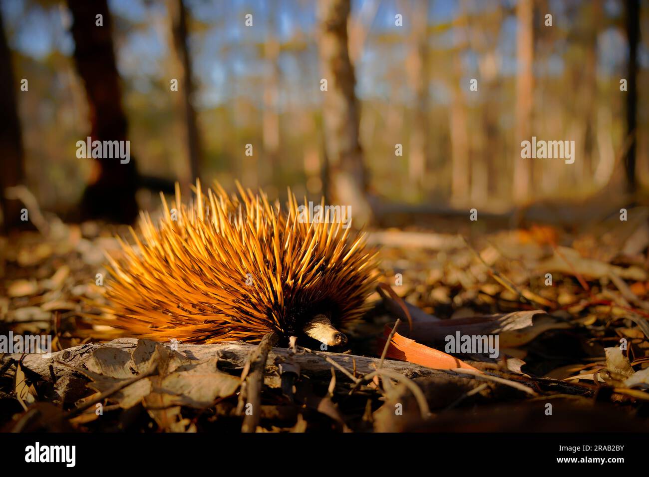 Tachyglossus aculeatus - Echidna A Becco Corto nel cespuglio australiano, noto come anteateri spinosi, famiglia Tachyglosidae nell'ordine monotreme di Egg-la Foto Stock