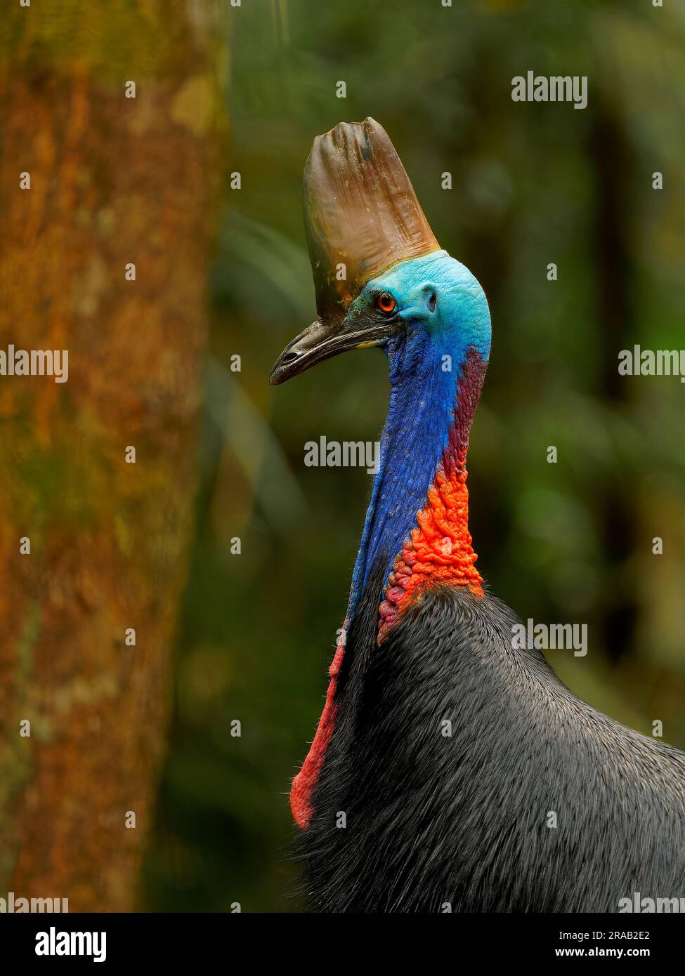 Cassowary meridionale - casuarius casuarius anche cassowary a doppio battito o australiano o a due battiti, grande uccello nero senza volo, ratite correlato a Th Foto Stock