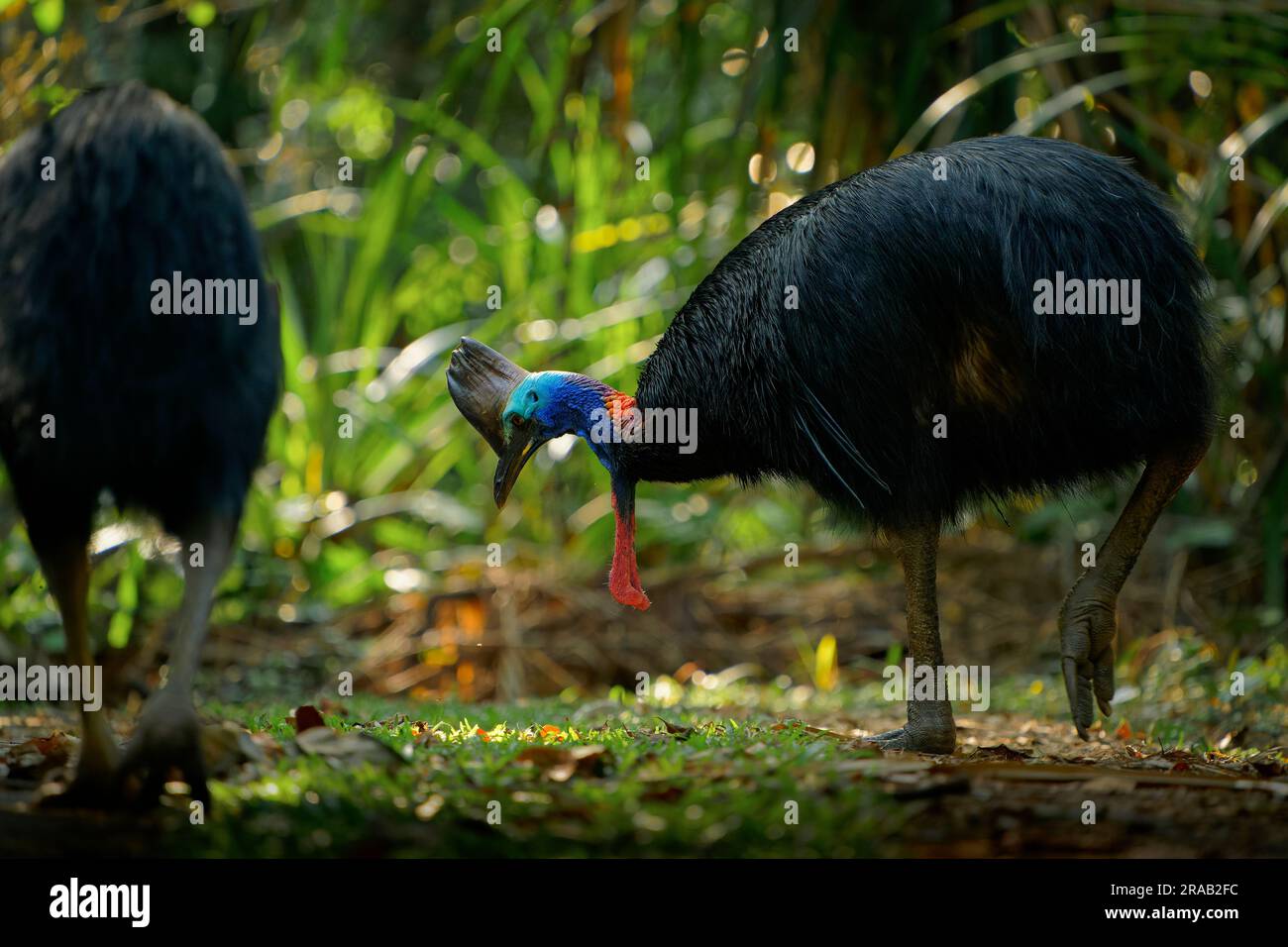 Cassowary meridionale - casuarius casuarius anche cassowary a doppio battito o australiano o a due battiti, grande uccello nero senza volo, ratite correlato a Th Foto Stock