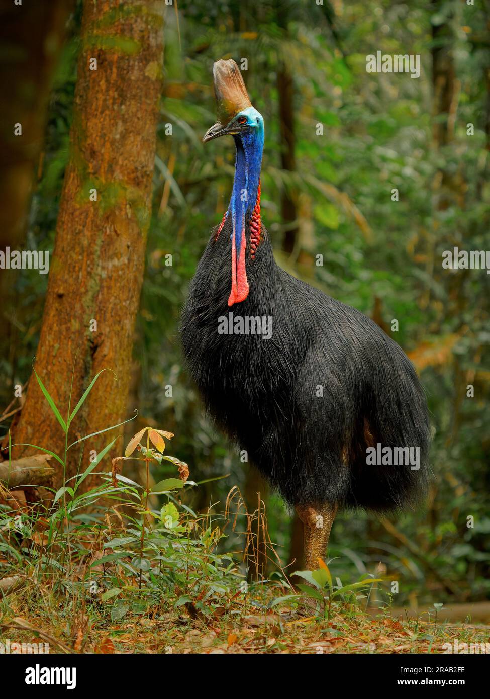 Cassowary meridionale - casuarius casuarius anche cassowary a doppio battito o australiano o a due battiti, grande uccello nero senza volo, ratite correlato a Th Foto Stock