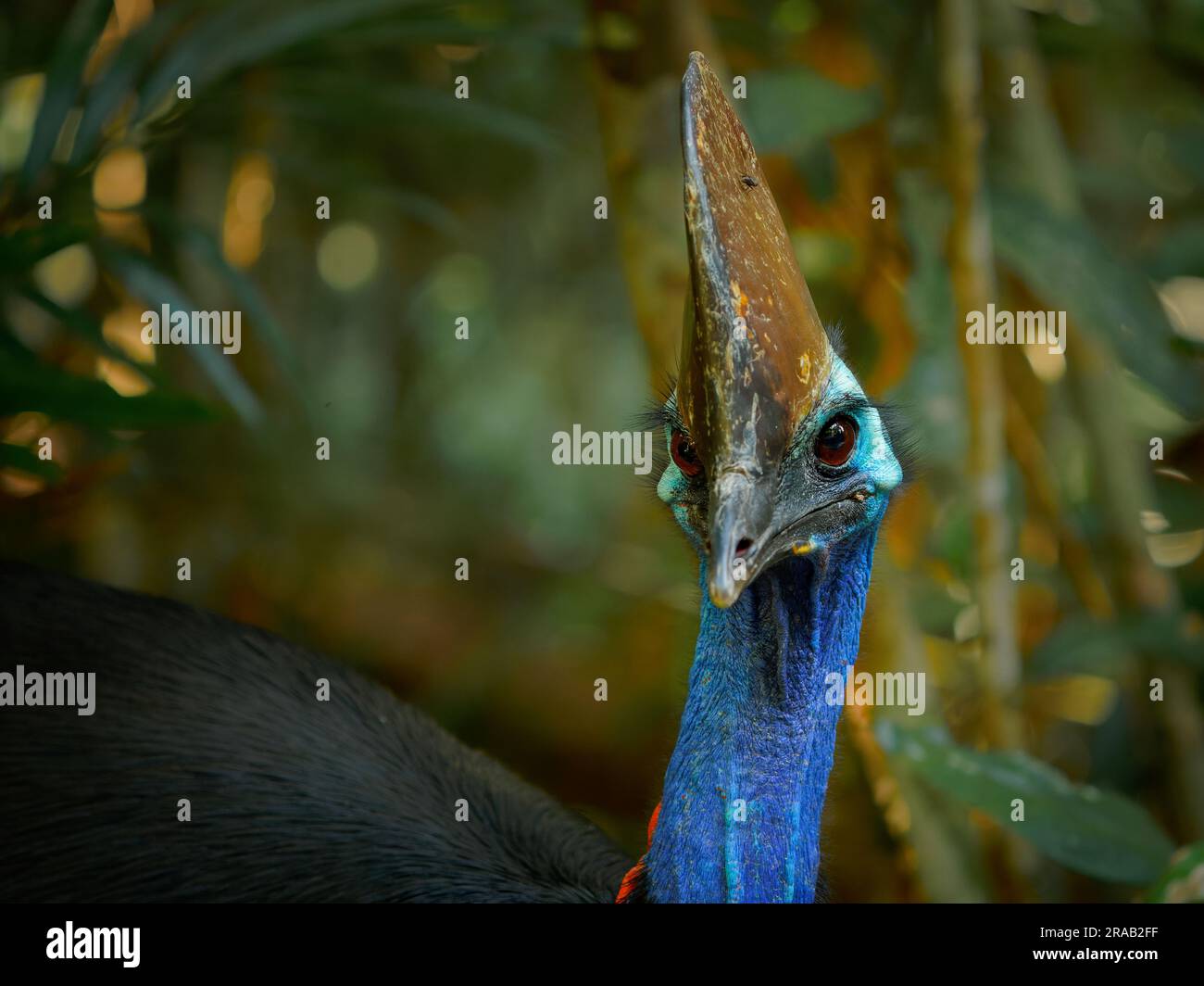Cassowary meridionale - casuarius casuarius anche cassowary a doppio battito o australiano o a due battiti, grande uccello nero senza volo, ratite correlato a Th Foto Stock