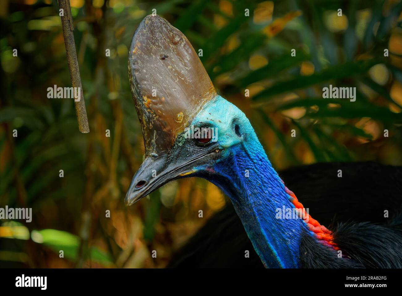 Cassowary meridionale - casuarius casuarius anche cassowary a doppio battito o australiano o a due battiti, grande uccello nero senza volo, ratite correlato a Th Foto Stock