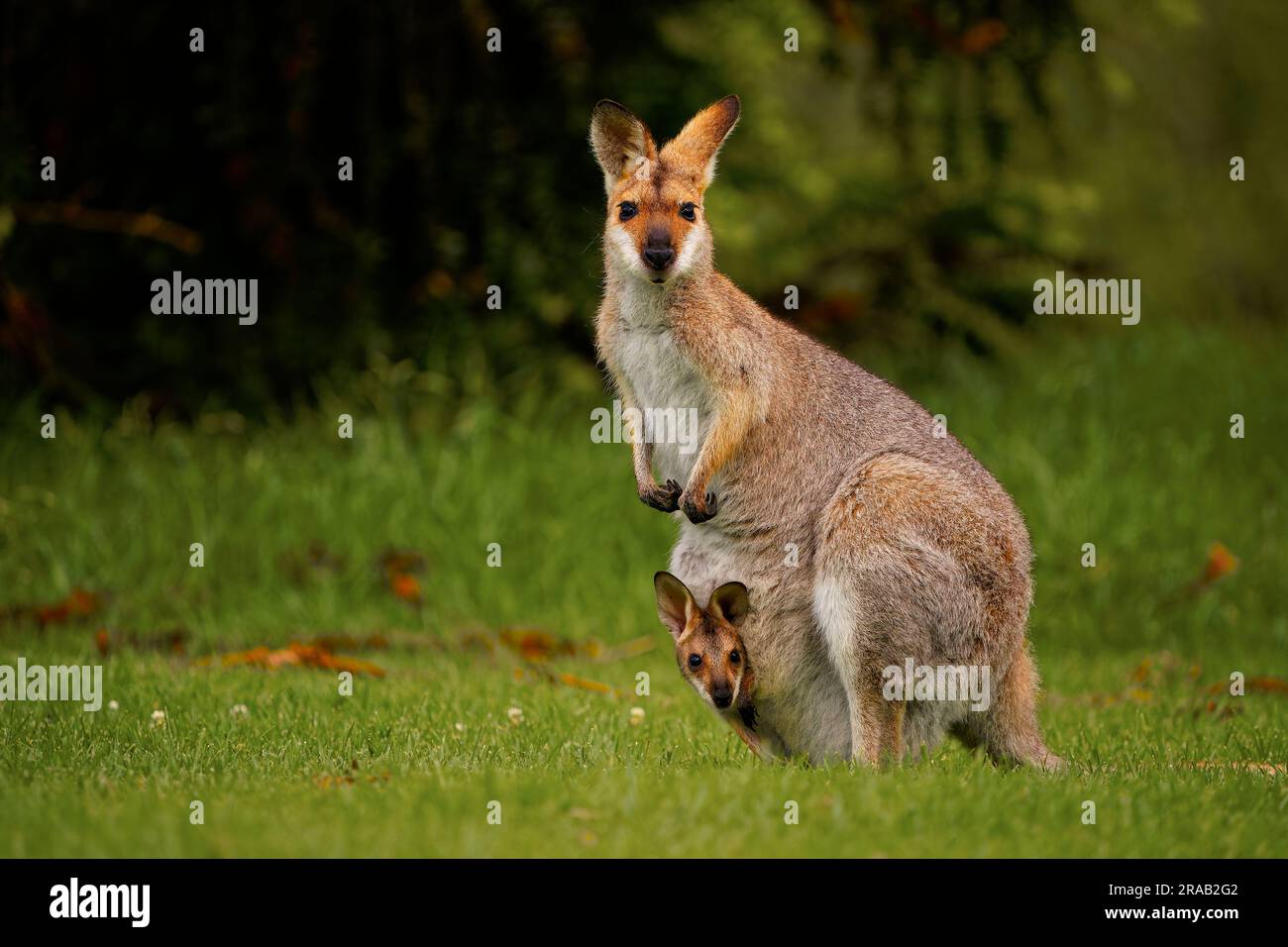 Wallaby di Bennett - Macropus o Notamacropus rufogriseus, anche wallaby dal collo rosso, macropode marsupiale di medie dimensioni, comune nell'Australia orientale, Tasma Foto Stock