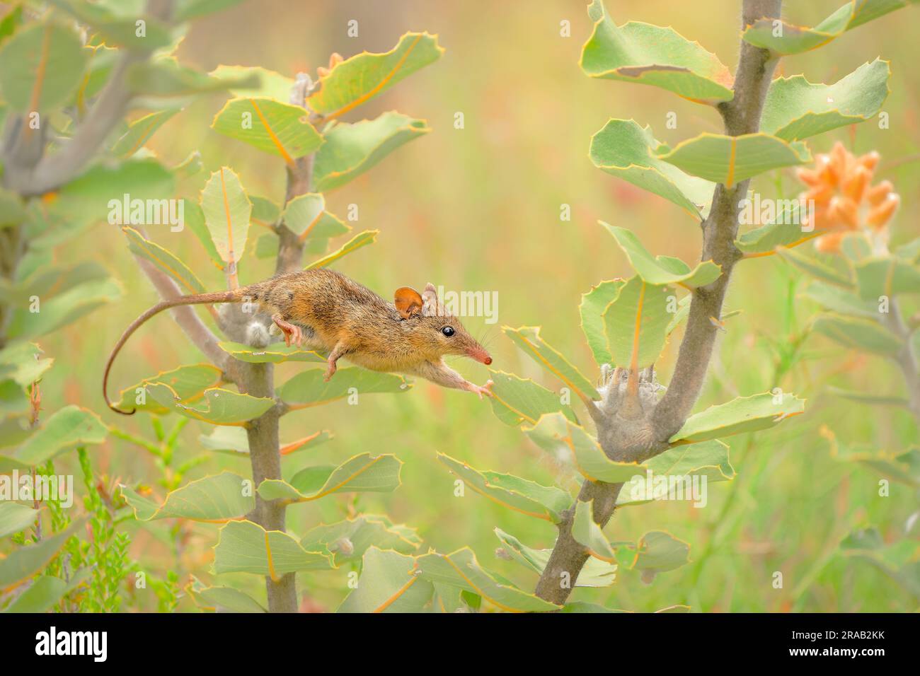 Miele Possum o noolbenger Tarsipes rostratus piccoli alimenti marsupiali sul nettare e polline di fiore giallo, impollinatore importante per Banksia attenuat Foto Stock