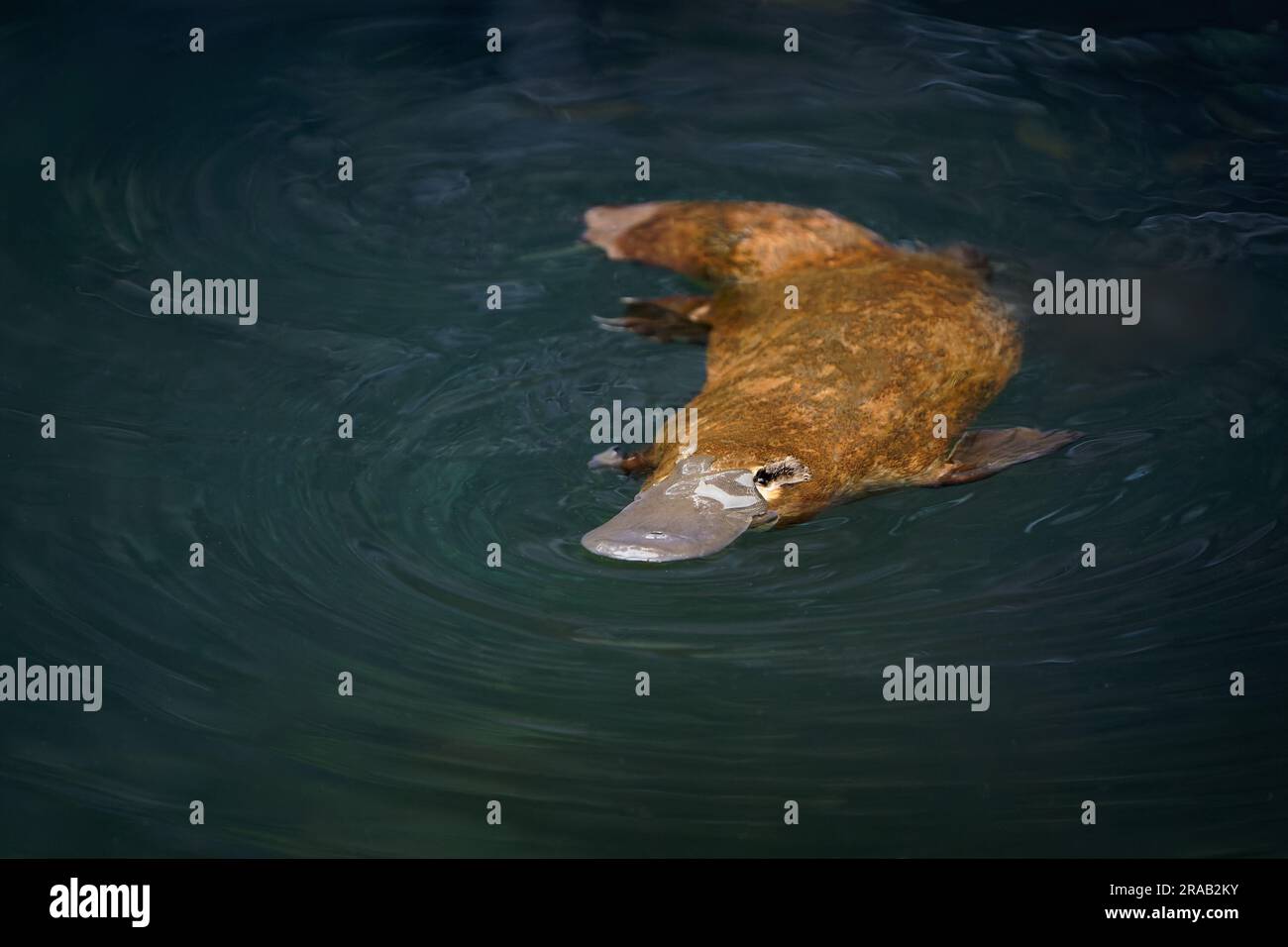 Platypus - Ornithorhynchus anatinus, platypus anatra-riempito, mammifero semiacquatico ovaiolo endemico dell'Australia orientale, compresa la Tasmania. Strana wat Foto Stock