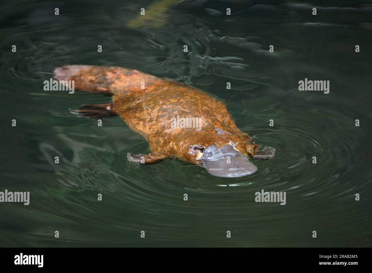 Platypus - Ornithorhynchus anatinus, platypus anatra-riempito, mammifero semiacquatico ovaiolo endemico dell'Australia orientale, compresa la Tasmania. Strana wat Foto Stock