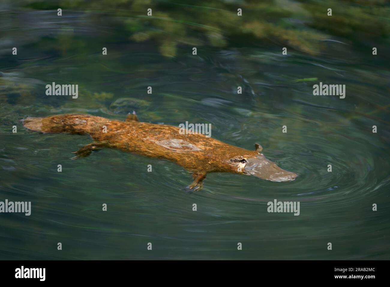 Platypus - Ornithorhynchus anatinus, platypus anatra-riempito, mammifero semiacquatico ovaiolo endemico dell'Australia orientale, compresa la Tasmania. Strana wat Foto Stock