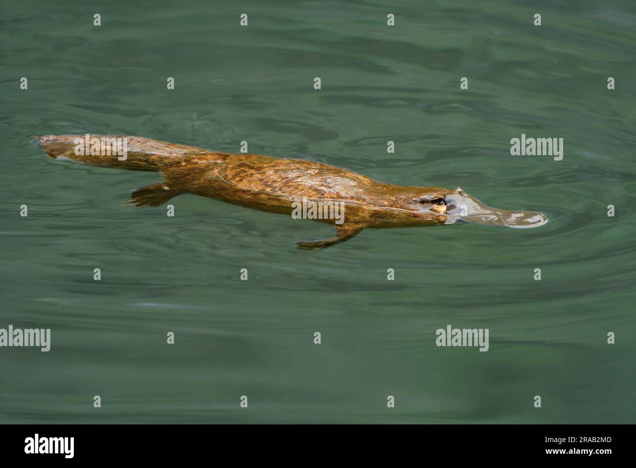 Platypus - Ornithorhynchus anatinus, platypus anatra-riempito, mammifero semiacquatico ovaiolo endemico dell'Australia orientale, compresa la Tasmania. Strana wat Foto Stock