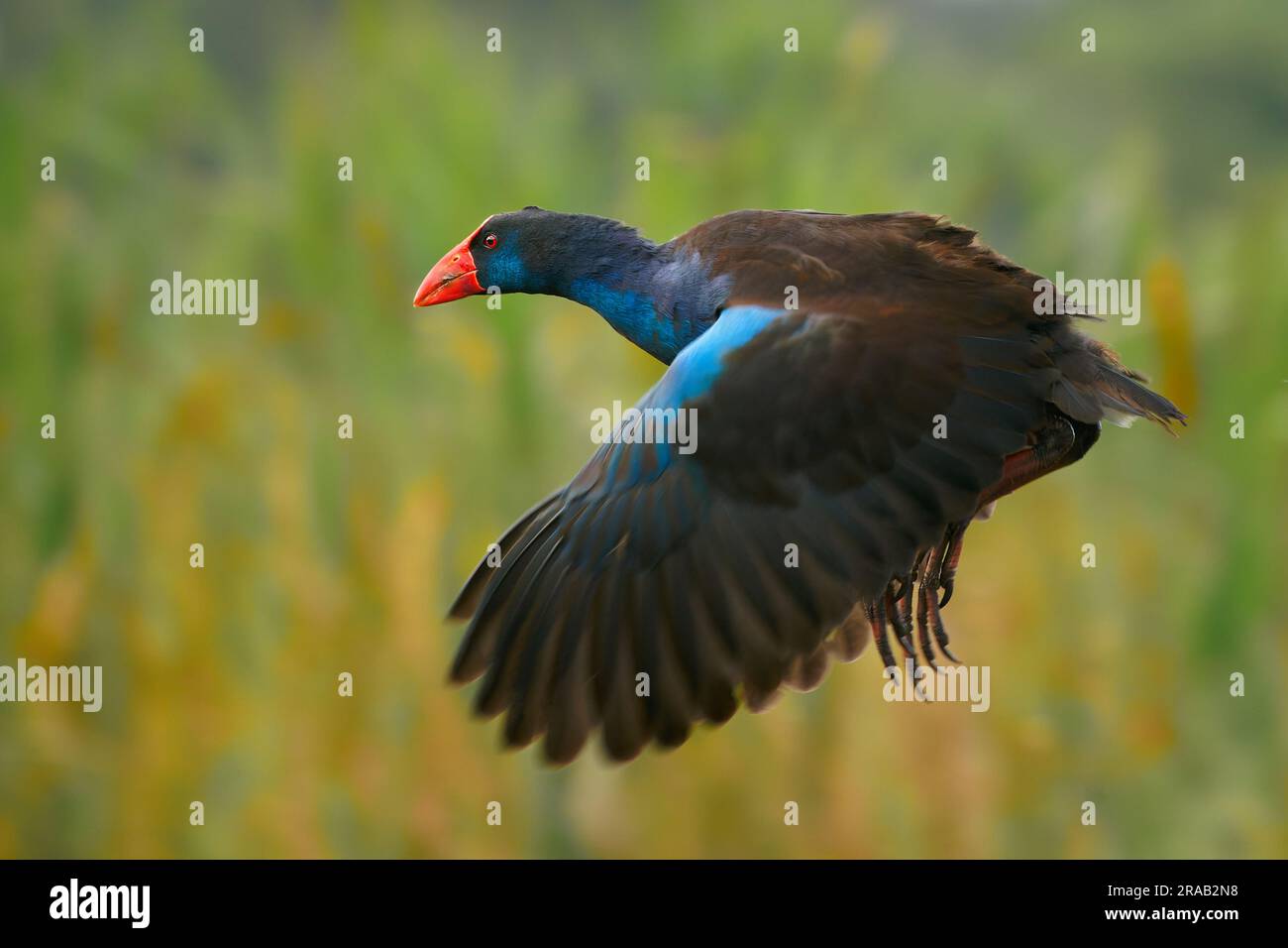 Flying Australasian Swamphen (Porphyrio melanotus), un bellissimo interessante uccello paludoso. Uccello colorato, blu con becco rosso, verde e arancione Foto Stock