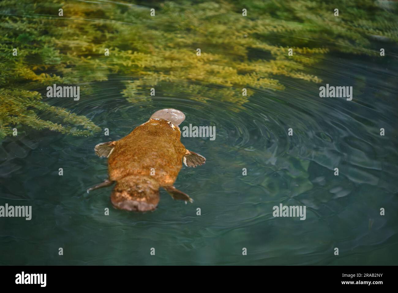 Platypus - Ornithorhynchus anatinus, platypus anatra-riempito, mammifero semiacquatico ovaiolo endemico dell'Australia orientale, compresa la Tasmania. Strana wat Foto Stock