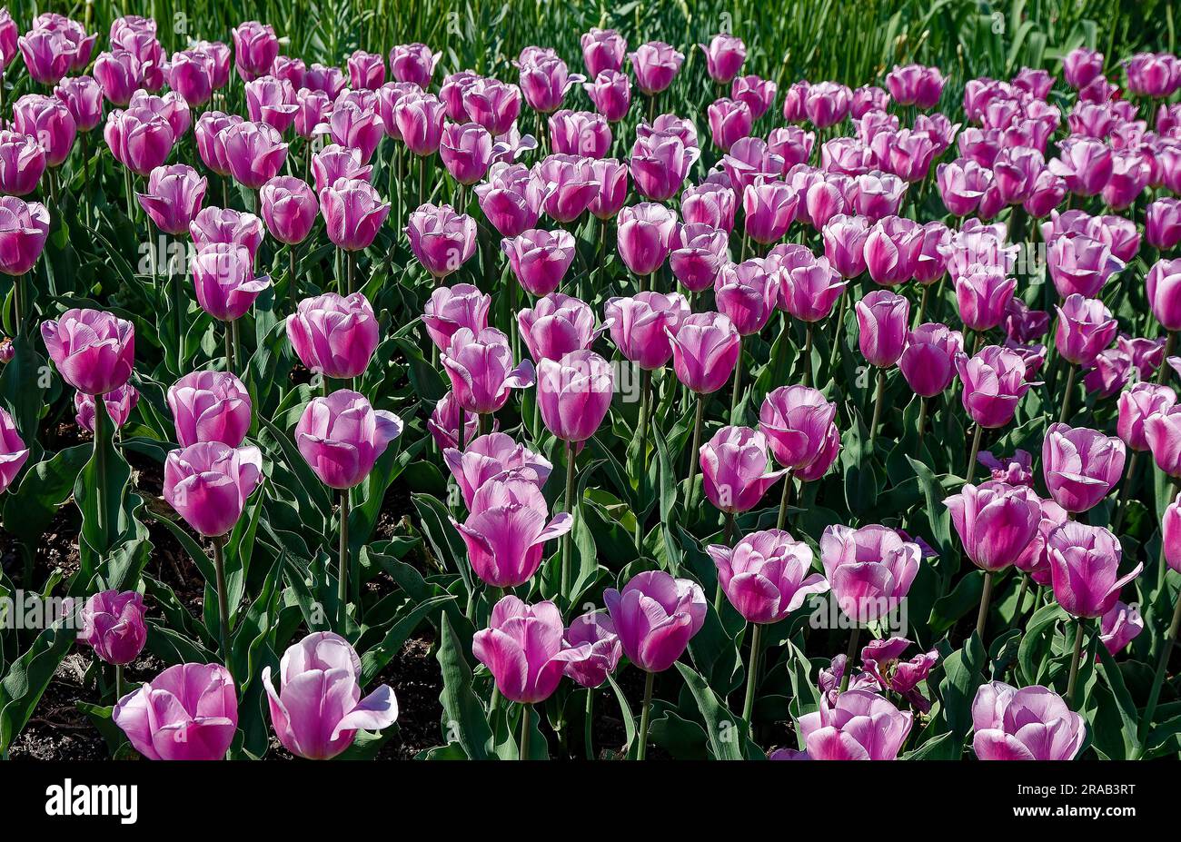 Letto di tulipano, fiori di lavanda, coltivati, bulbi, steli e foglie verdi, natura, Pennsylvania, primavera Foto Stock