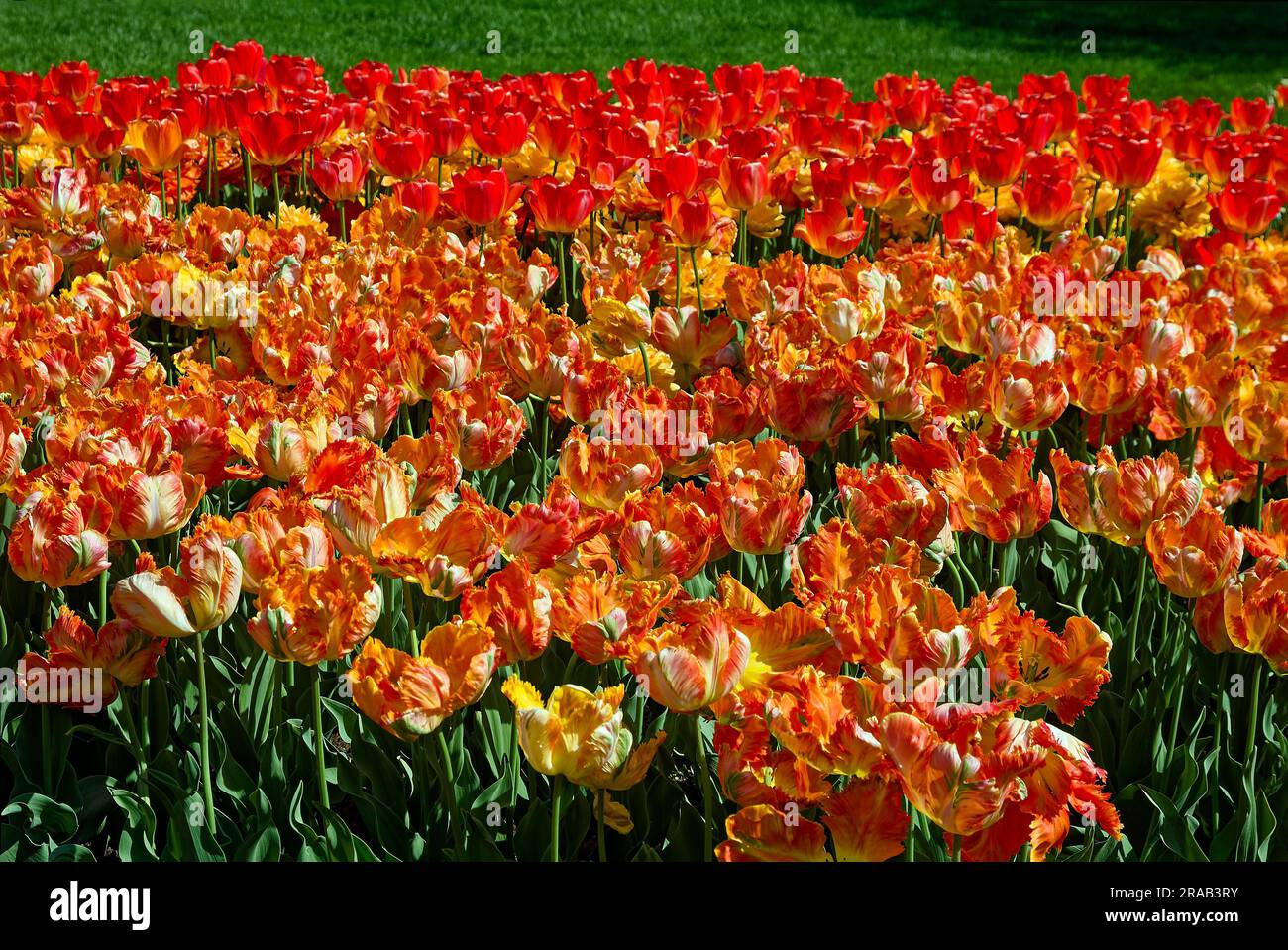 letto di tulipani, fiori di colore misto, arancio, giallo, coltivato, Bulbi, steli e foglie verdi, natura, Pennsylvania; primavera Foto Stock