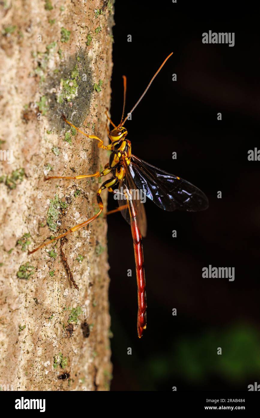 Un maschio Black Giant Ichneumon Wasp (Megarhyssa atrata) poggia sul lato di un albero morto. Foto Stock