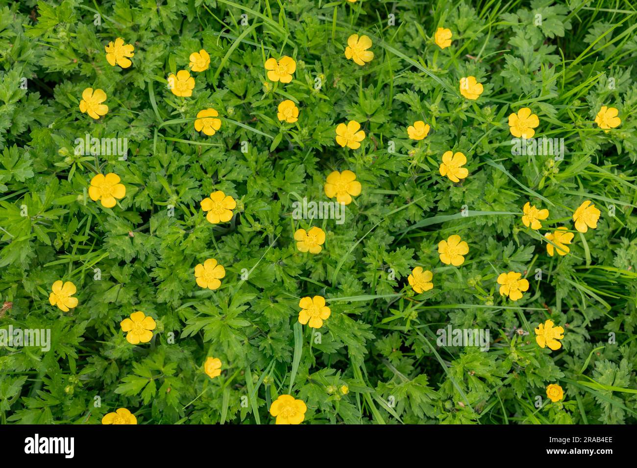 Vista dall'alto verso il basso sul prato verde isoalato con molti buttercu in fiore Foto Stock
