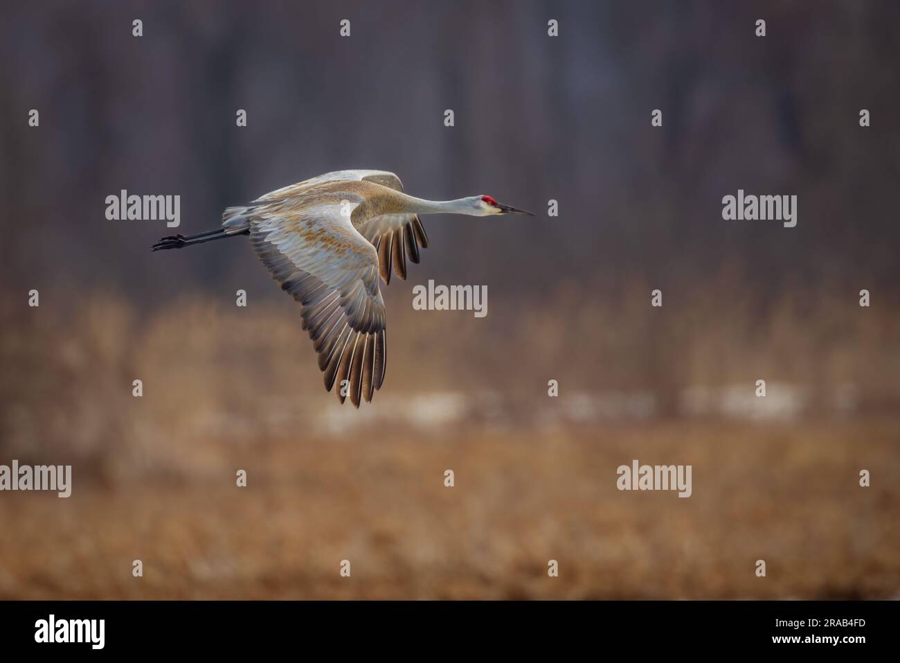 Una coppia di gru Sandhill, nel periodo migratorio, riposa dopo il corteggiamento Foto Stock