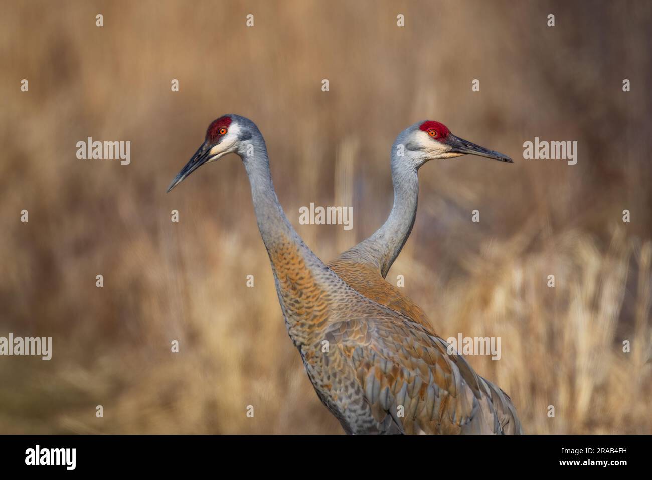 Una coppia di gru Sandhill, nel periodo migratorio, riposa dopo il corteggiamento Foto Stock