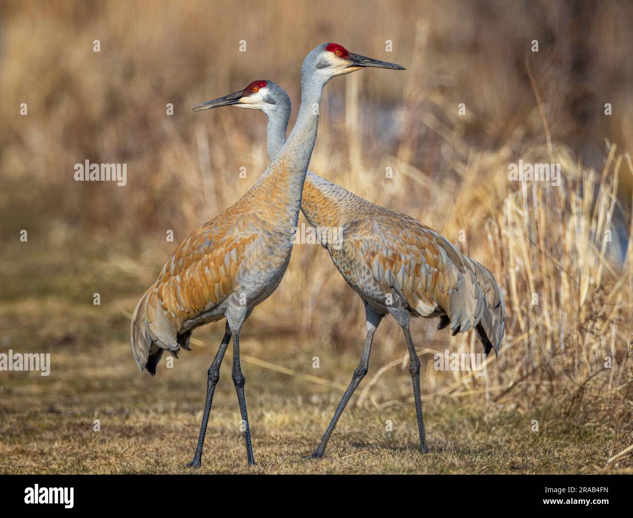 Una coppia di gru Sandhill, nel periodo migratorio, riposa dopo il corteggiamento Foto Stock