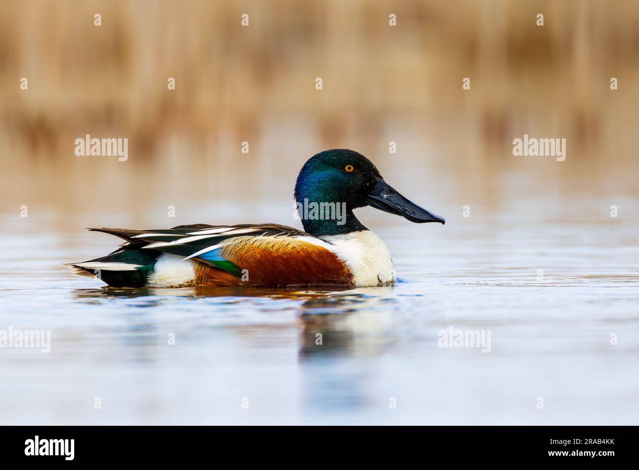 Vista laterale di un'anatra Northern Shoveler maschio Foto Stock