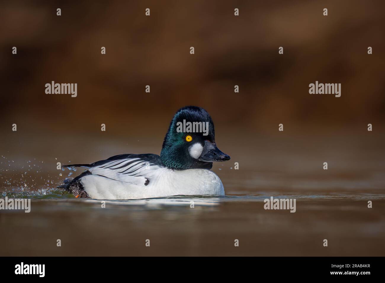 Un uomo comune GoldenEye sul Richelieu Foto Stock