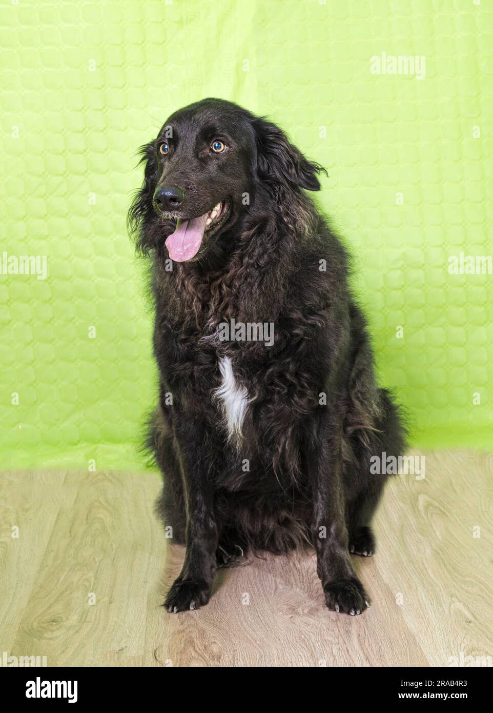 un retriever a pelo lungo di colore nero con bocca aperta che guarda dritto in avanti su sfondo verde Foto Stock