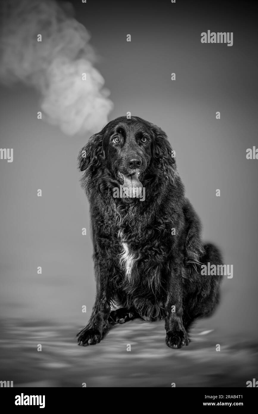 immagine in bianco e nero di un cane retriever a pelo lungo nero seduto che guarda dritto davanti con la bocca aperta su sfondo grigio per la fotografia di animali Foto Stock