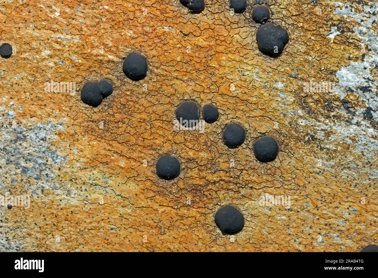 Porpidia macrocarpa è un lichen crostoso che si trova sulle rocce costiere e montane. Ha una distribuzione globale. Foto Stock