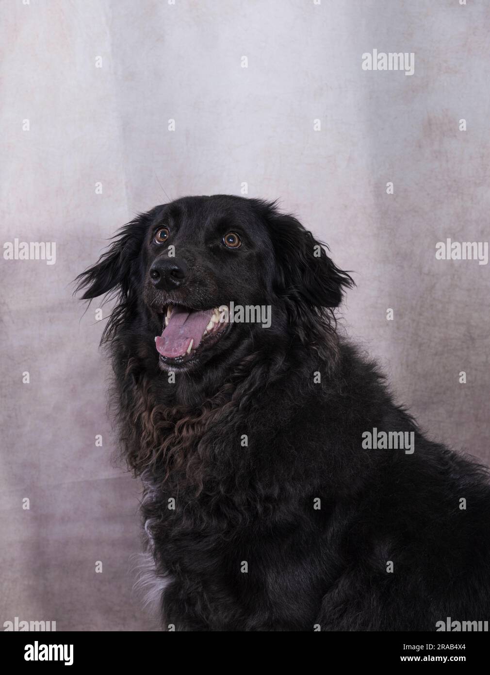 primo piano un cane da uomo a pelo lungo di colore nero seduto davanti a te con la bocca aperta su sfondo grigio per la fotografia di animali Foto Stock