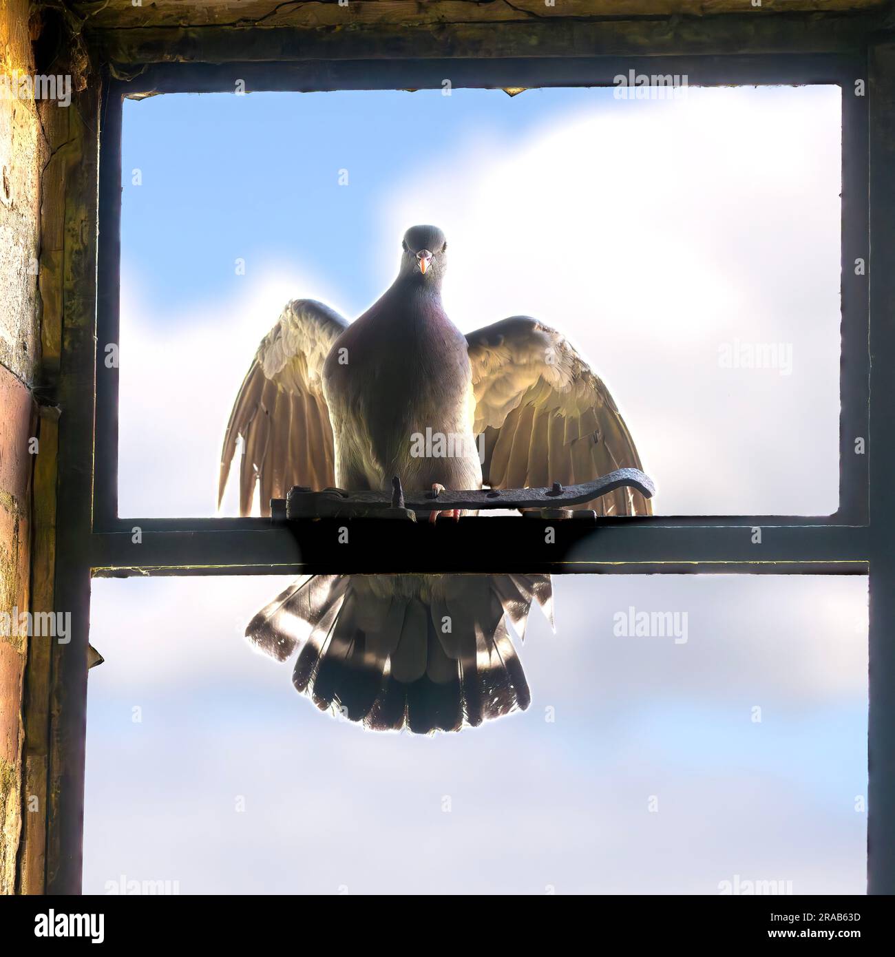 Cattura remota di un piccione che vola e atterra su una finestra con cornice metallica, North Norfolk, Regno Unito Foto Stock