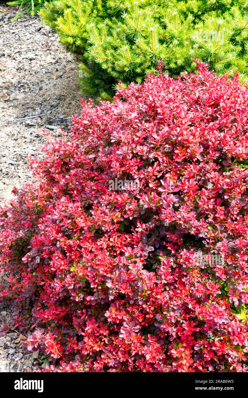 Berberis thunbergii 'Fireball' è un arbusto a bassa crescita e pulito con un eccellente fogliame rosso brillante, Barberry giapponese Foto Stock