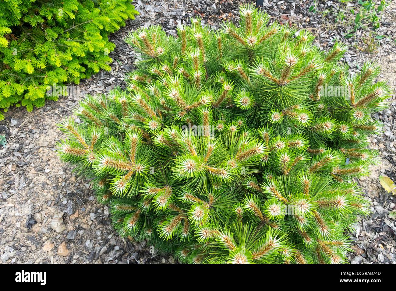 European Black Pine Pinus nigra 'Keightley Broom' Low Specimen Garden Austrian Pine Dwarf Pinus Cultivar Pinus a crescita lenta 'Keightley Broom' Conifer Foto Stock