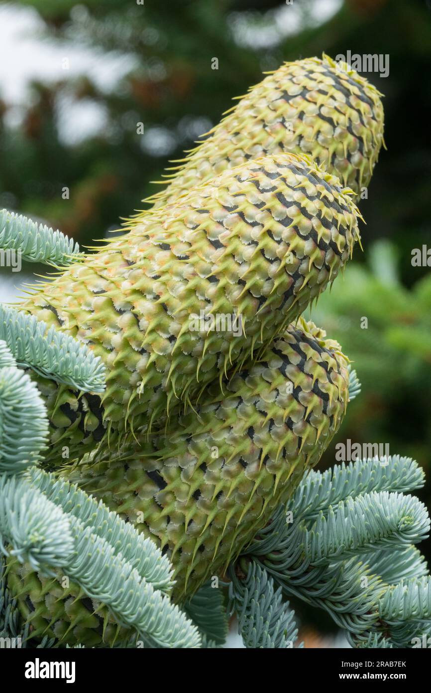 Coni di abete, coni di abete nobili, coni di abete procera Abies procera "Argentea" Foto Stock