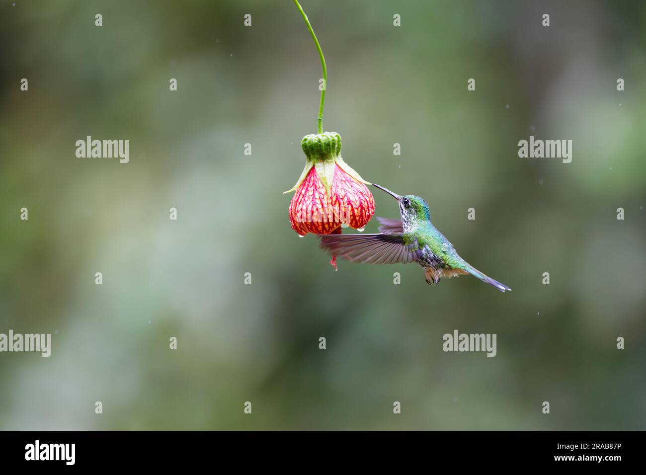 Colibrì in una foresta pluviale dell'Ecuador Foto Stock