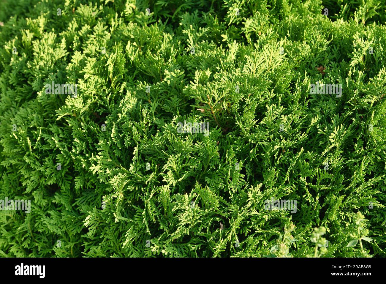 Splendida trama verde di foglie di thuja da vicino. Sfondo di rami di thuja. Splendido sfondo naturale. Foto Stock