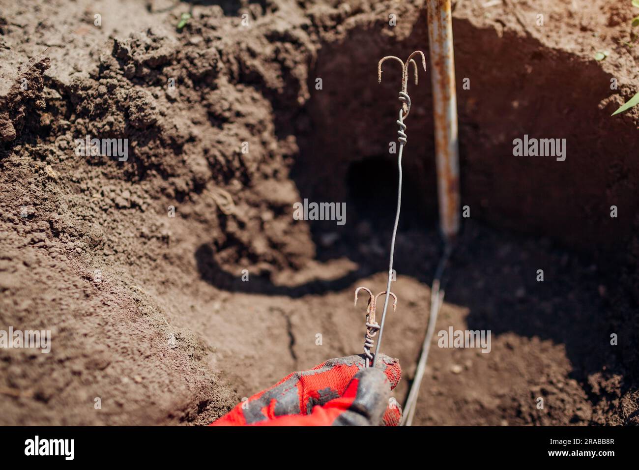 Il giardiniere prepara la trappola per talpe in pista utilizzando ganci metallici. Posizionamento di intrappolamenti nei fori sotto il terreno. Prendere il parassita nel tunnel Foto Stock