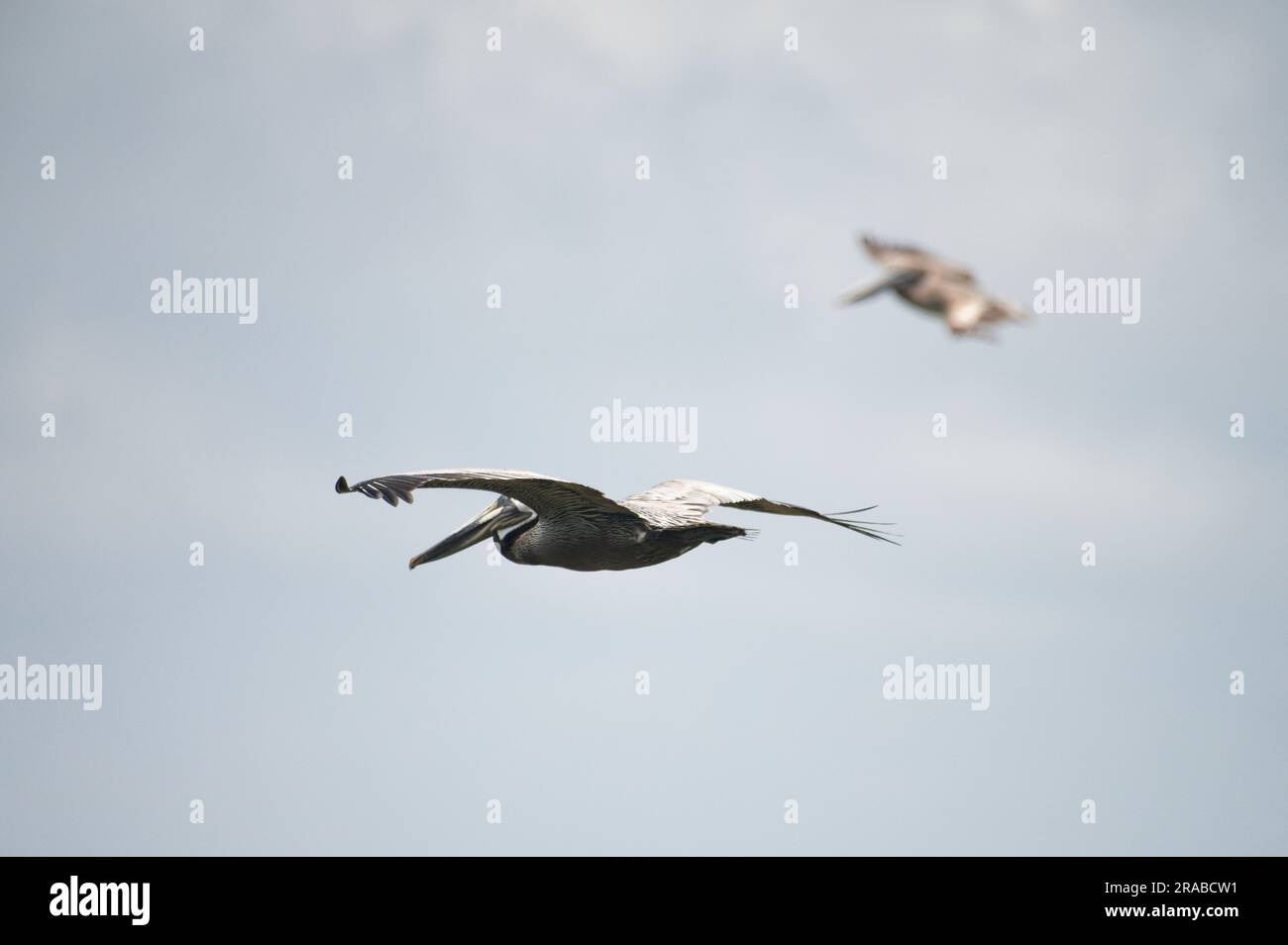 STATI UNITI - giugno 2023: Beacon Island, una piccola isola paludosa vicino a Ocracoke Inlet. Intorno ad esso ci sono delle distese di mare, acque poco profonde e ostriche bar Foto Stock