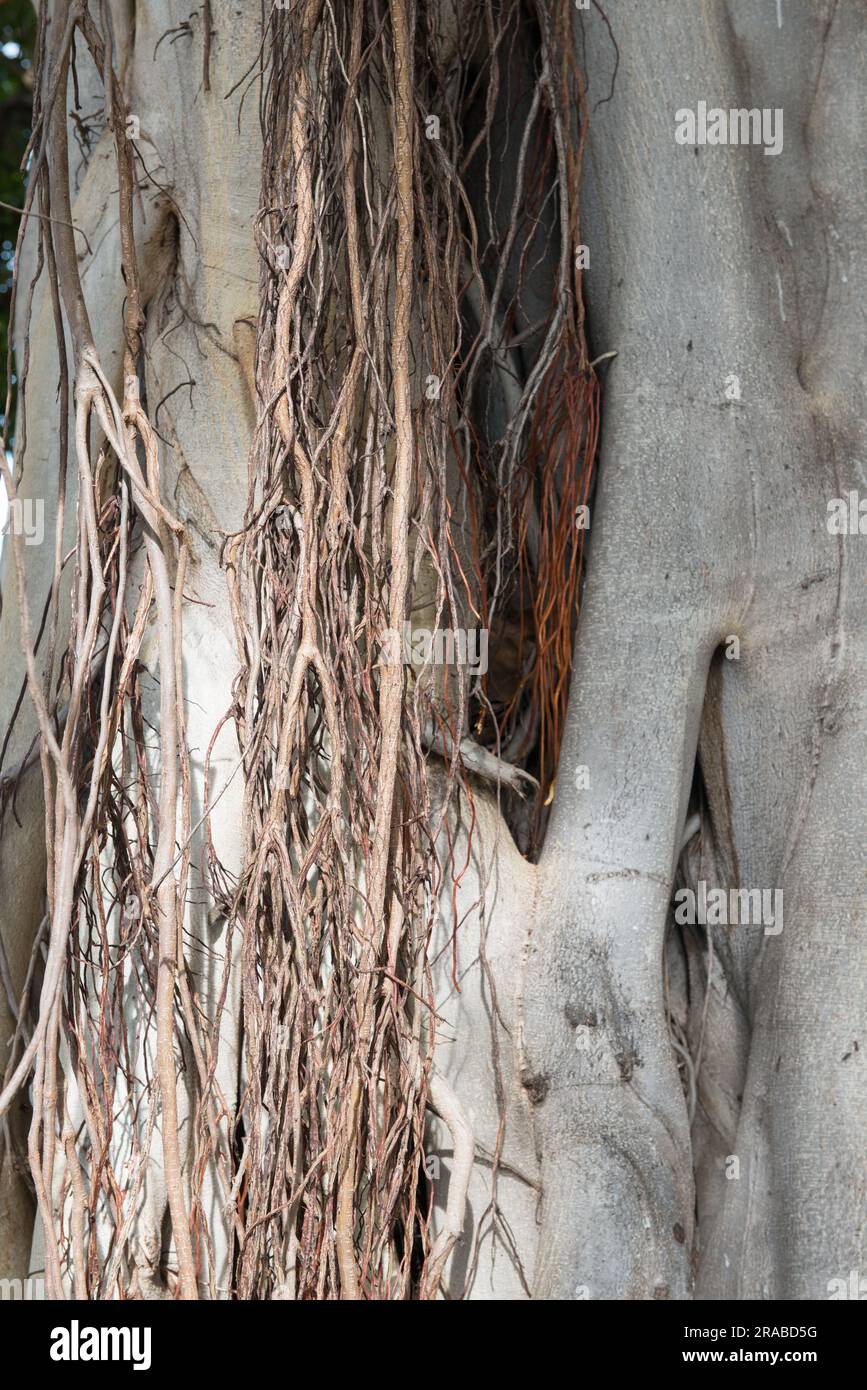 Uno sguardo ravvicinato alle varie radici di un tee hawaiano di Banyan in un Honolulu Park. Foto Stock