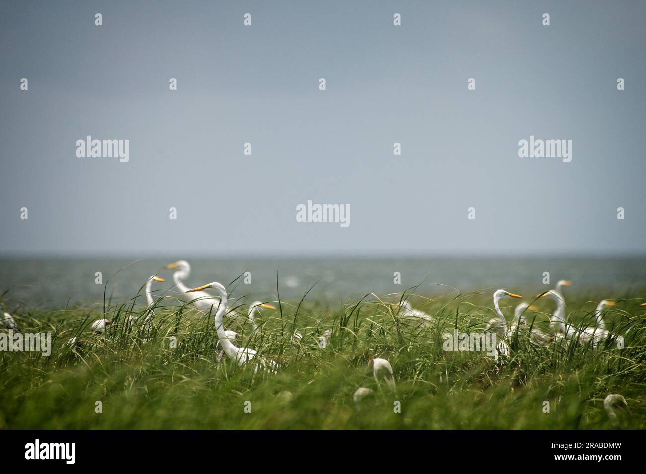 STATI UNITI - giugno 2023: Beacon Island, una piccola isola paludosa vicino a Ocracoke Inlet. Intorno ad esso ci sono delle distese di mare, acque poco profonde e ostriche bar Foto Stock