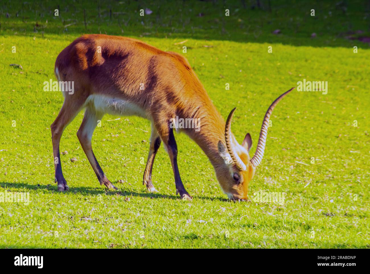 Lechwe Antelopes in the Wild Foto Stock